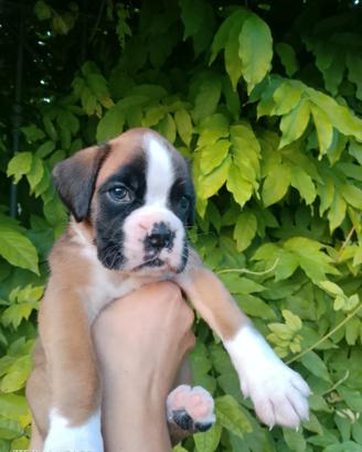 Boxer cuccioli