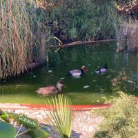 Anatra fistione turco maschio