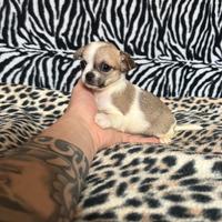 Chihuahua femmina bianco o marrone mini Toy