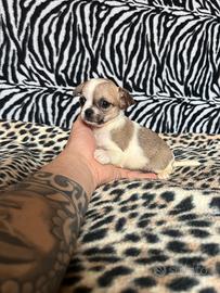 Chihuahua femmina bianco o marrone mini Toy
