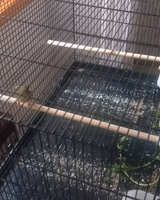 Coppia organetto maschio e femmina a canarina spag