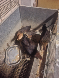 Gruppo di mericanel del brianza