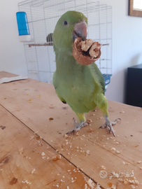 Parrocchetto dal collare allevato a mano