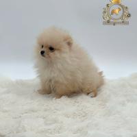 Esclusivo cucciolo Spitz di Pomerania