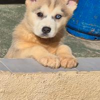 Vendita cuccioli husky