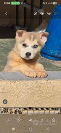 Vendita cuccioli husky