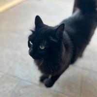 Gatta adulta dolcissima