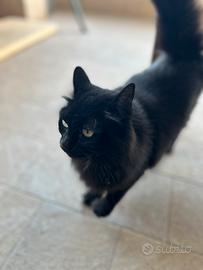 Gatta adulta dolcissima