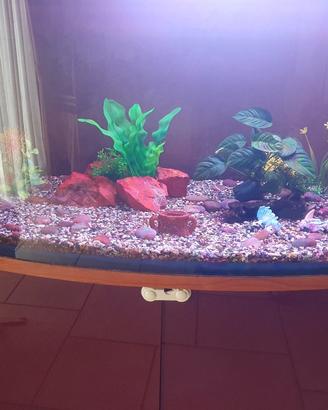 acquario