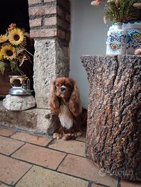 cavalier king per monta 