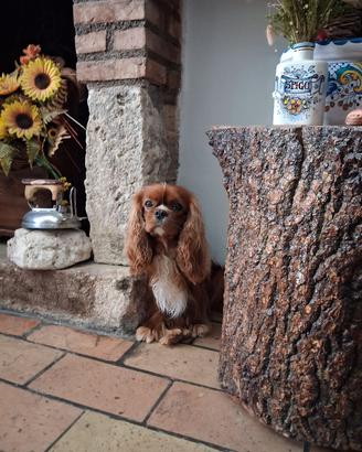 cavalier king per monta 