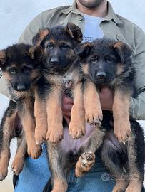 Cucciole di Pastore Tedesco