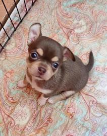 Chihuahua choco