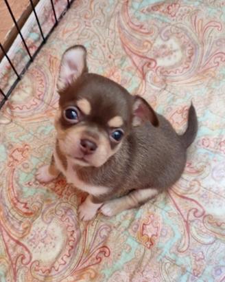 Chihuahua choco