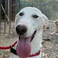 Ringo una bellezza disarmante