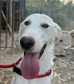 Ringo una bellezza disarmante