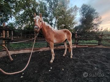 Haflinger