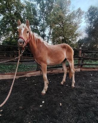 Haflinger