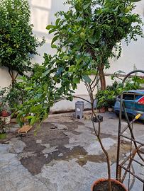 pianta limone siracusano