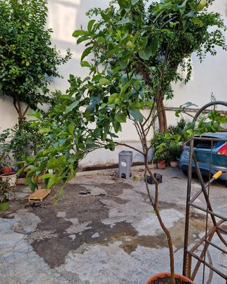 pianta limone siracusano