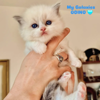 Cucciolo Ragdoll Blu Bicolor Pedigree