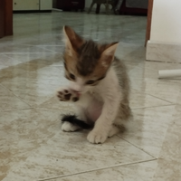 Gattino 2 mesi