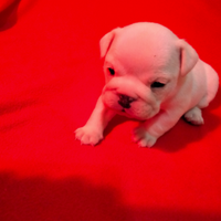 Cuccioli di bulldog inglese