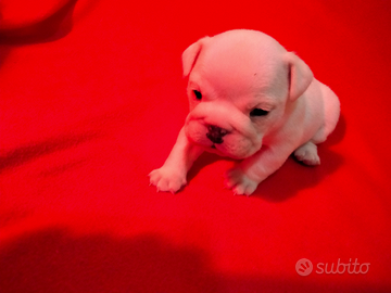 Cuccioli di bulldog inglese