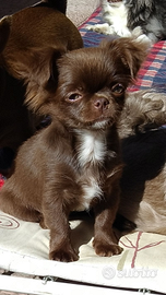 Cucciola chihuahua