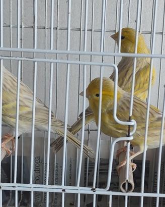 Canarini isabella fattore giallo
