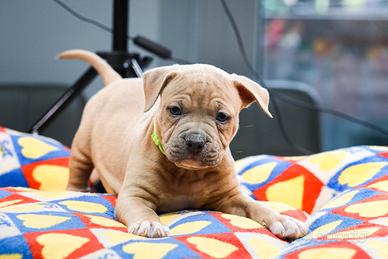 American pitbull terrier