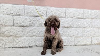 Lagotto romagnolo femmina