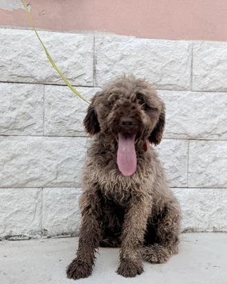 Lagotto romagnolo femmina