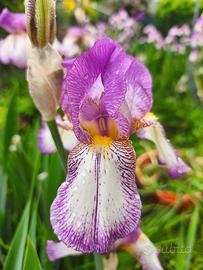 Iris germanica bianco-rosa rizome