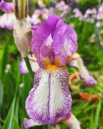 Iris germanica bianco-rosa rizome