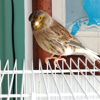 Canarino gloster femmina