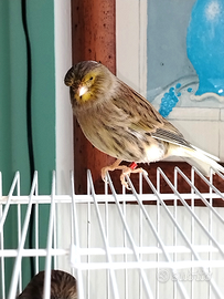 Canarino gloster femmina