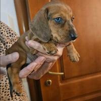 Bassotto kaninchen maculato