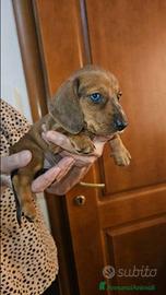 Bassotto kaninchen maculato