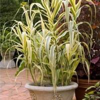 Pianta di Arundo donax variegata 