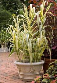 Pianta di Arundo donax variegata 