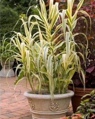 Pianta di Arundo donax variegata 