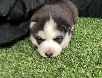 Cuccioli di Siberian Husky disponibili - Maschi e