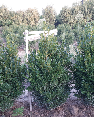 Piante da siepe