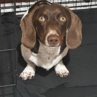 Bassotto maschio per accoppiamento