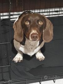 Bassotto maschio per accoppiamento