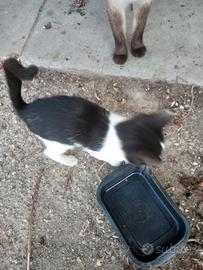 Gattino di due mesi