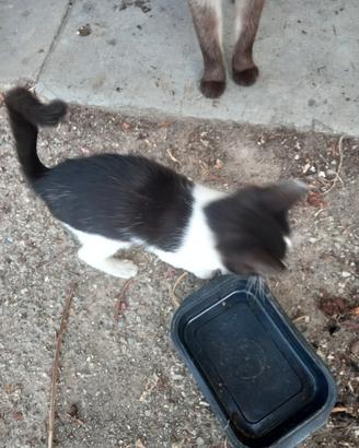 Gattino di due mesi