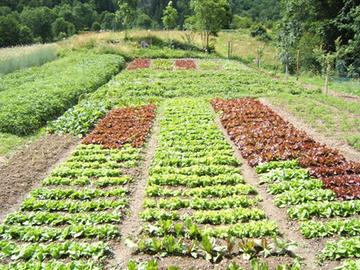 Terreno per orto Vicenza Est