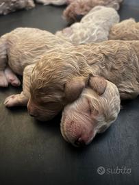 CUCCIOLI Barbone Grande Mole